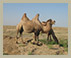 Cental Asia tour 2008